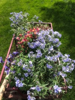 flowers in wagon for planting