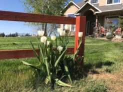 white tulips 2